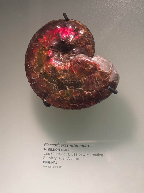 전 세계에서 오직 캐나다 앨버타 주에서만 산출되는 휘귀한  보석, 아몰라이트(Ammolite).